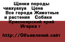 Щенки породы чиахуахуа › Цена ­ 12 000 - Все города Животные и растения » Собаки   . Красноярский край,Игарка г.